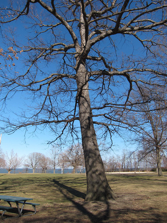 Tree, Lakewood Park