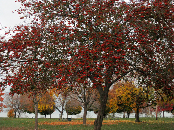 Red Tree, Lakewood Park