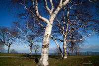 Birch-Lakewood Park