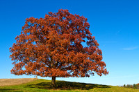 Lone Tree-Fall, Loudonville