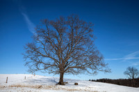 Lone Tree _Winter_ Loudenville